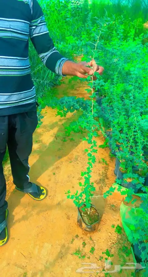 شتلا طلح نجدي احجام كبيره 0