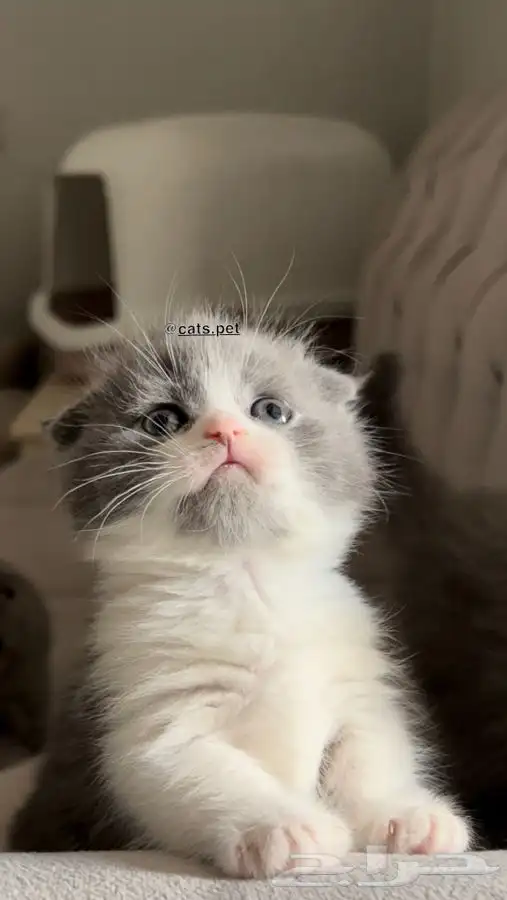 قط المونتشكين القزم لمحبين النوادر vip 6