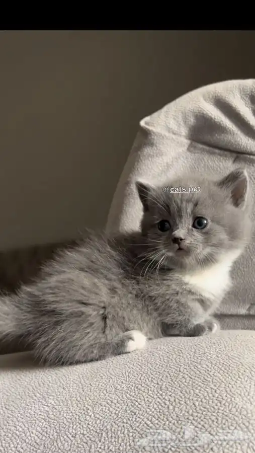 قط المونتشكين القزم لمحبين النوادر vip 7
