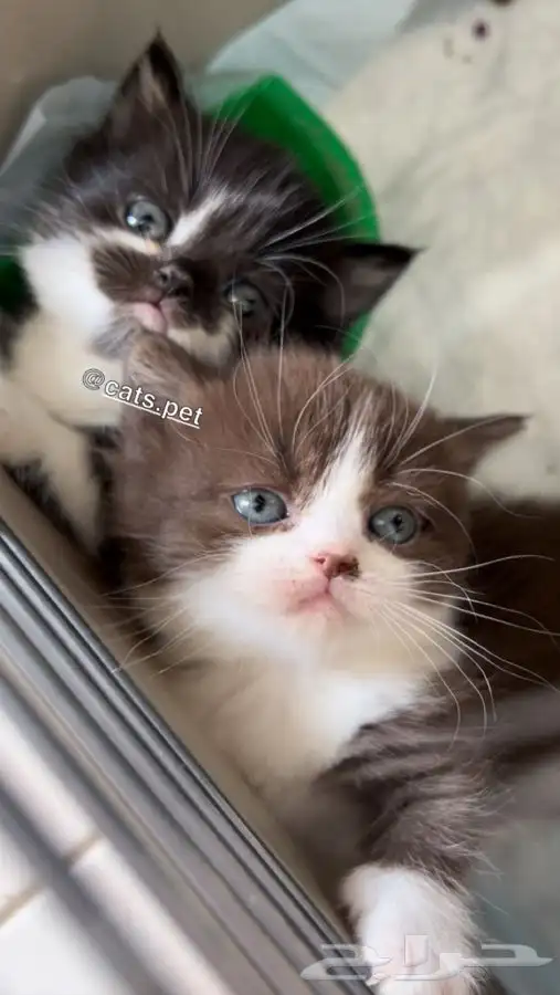 قط المونتشكين القزم لمحبين النوادر vip 1