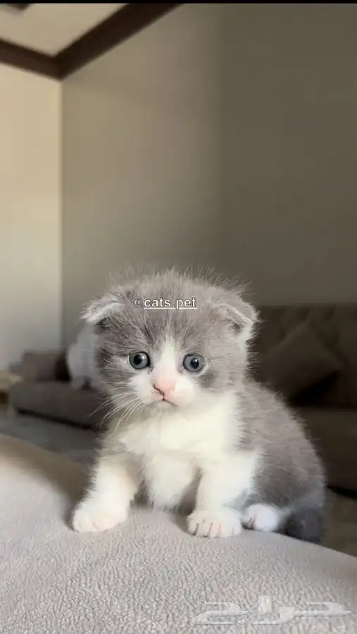 قط المونتشكين القزم لمحبين النوادر vip 10