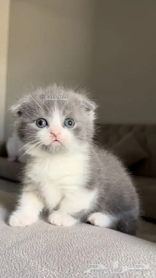 قط المونتشكين القزم لمحبين النوادر vip 11