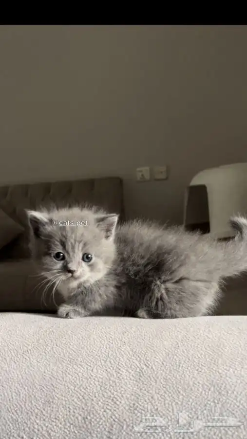 قط المونتشكين القزم لمحبين النوادر vip 9