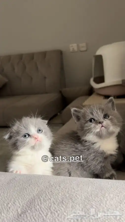 قط المونتشكين القزم لمحبين النوادر vip 2