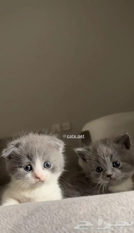 قط المونتشكين القزم لمحبين النوادر vip 5