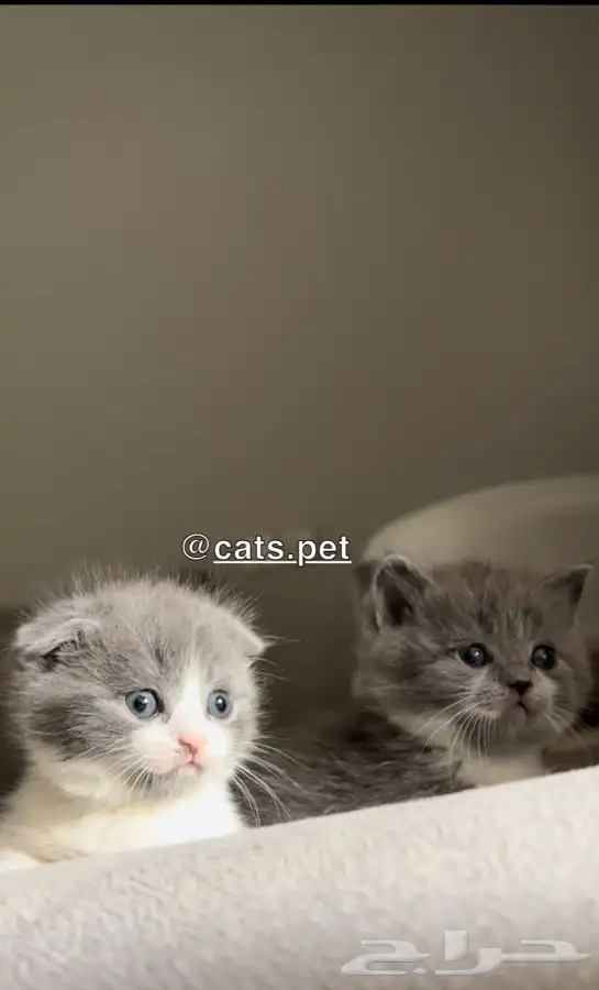 قط المونتشكين القزم لمحبين النوادر vip 4