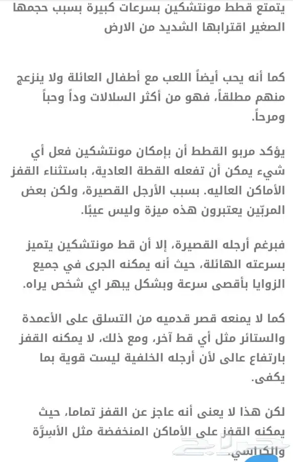 قط المونتشكين القزم لمحبين النوادر vip 13