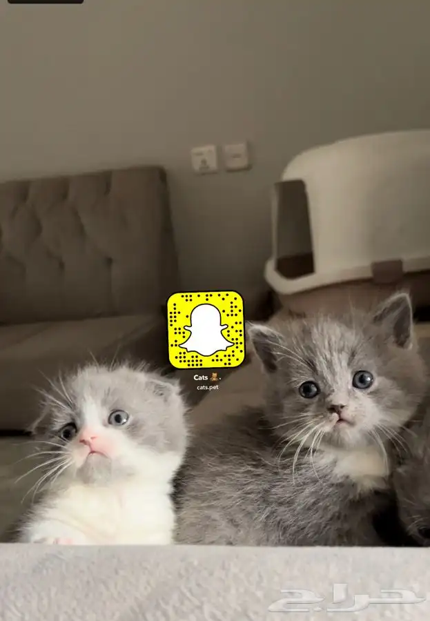 قط المونتشكين القزم لمحبين النوادر vip 3