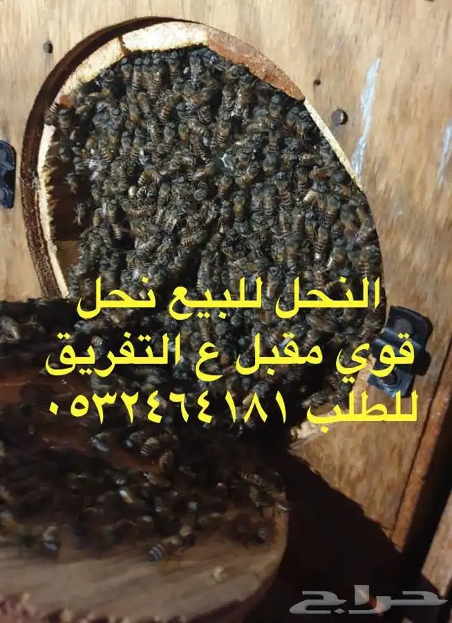 نحل بلدي للبيع 0