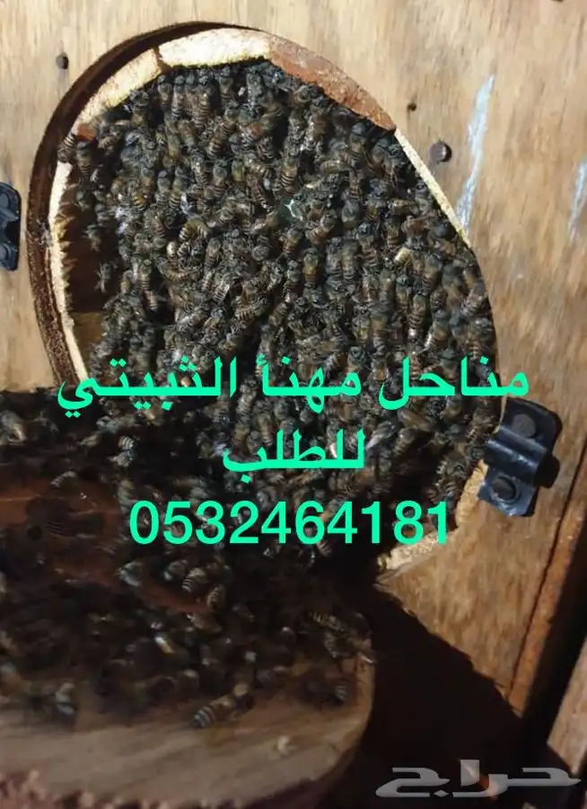 نحل بلدي للبيع 3