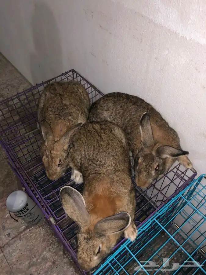 طقم ارانب شنشيلا عملاق (تم البيع) 1