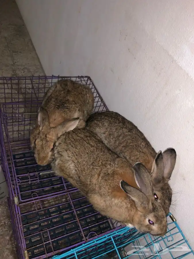 طقم ارانب شنشيلا عملاق (تم البيع) 0