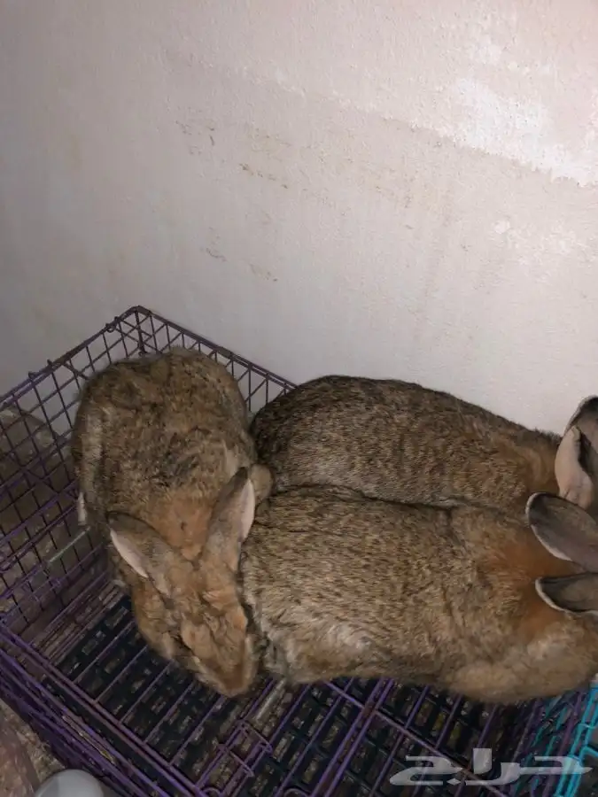 طقم ارانب شنشيلا عملاق (تم البيع) 2