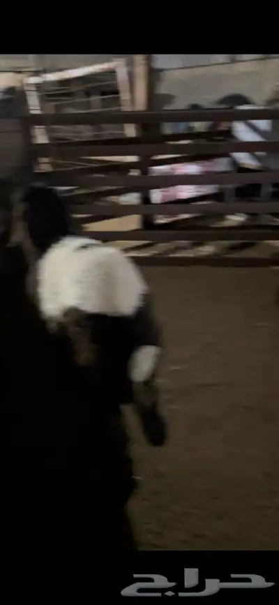 ذبايح حري نعيمي نجدي تيوس يوجد خدمه ذبح وتوصيل 6
