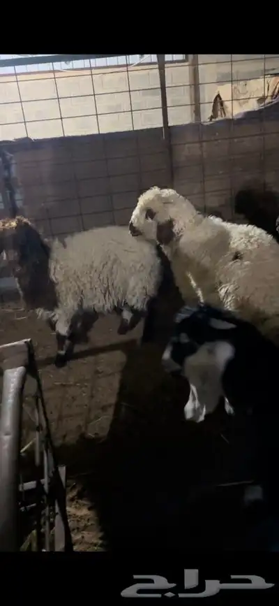 ذبايح حري نعيمي نجدي تيوس يوجد خدمه ذبح وتوصيل 7