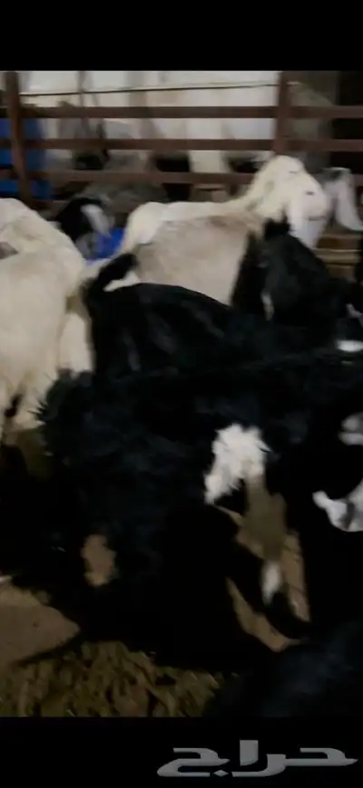 ذبايح حري نعيمي نجدي تيوس يوجد خدمه ذبح وتوصيل 9