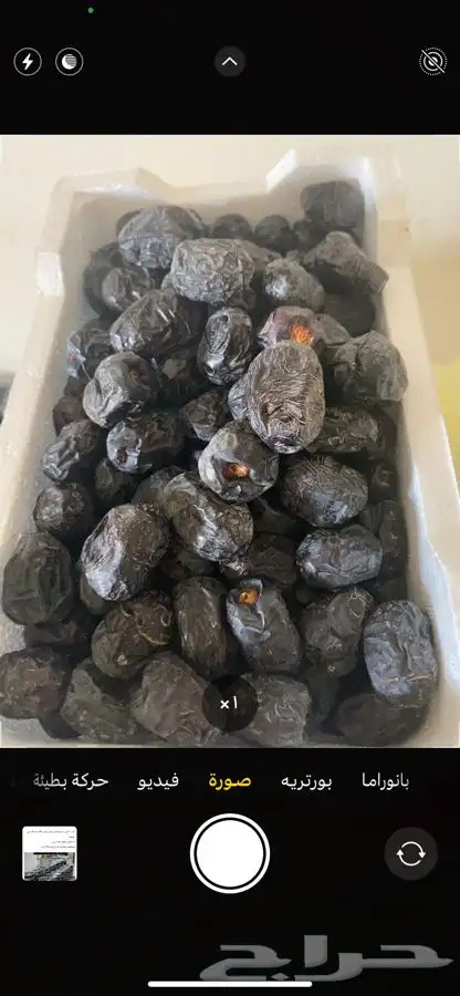 عجوه فاخرره حبه كبيره 17