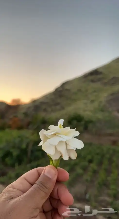 شتلات مع التوصيل والزراعه 11