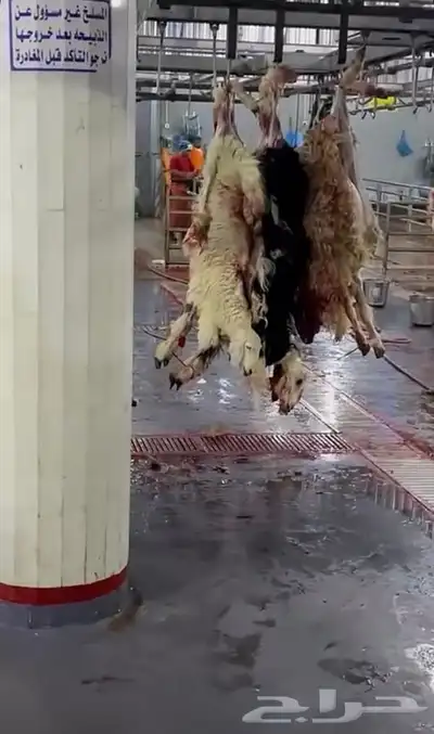 ذبايح حري نعيمي نجدي تيوس يوجد خدمه ذبح وتوصيل 0
