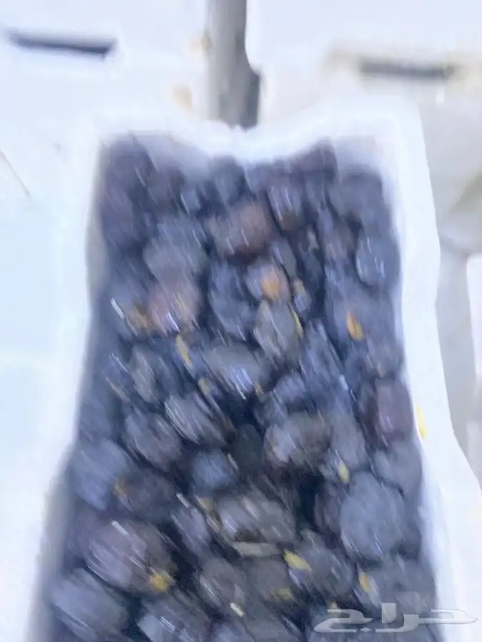 عجوه فاخرره حبه كبيره 6