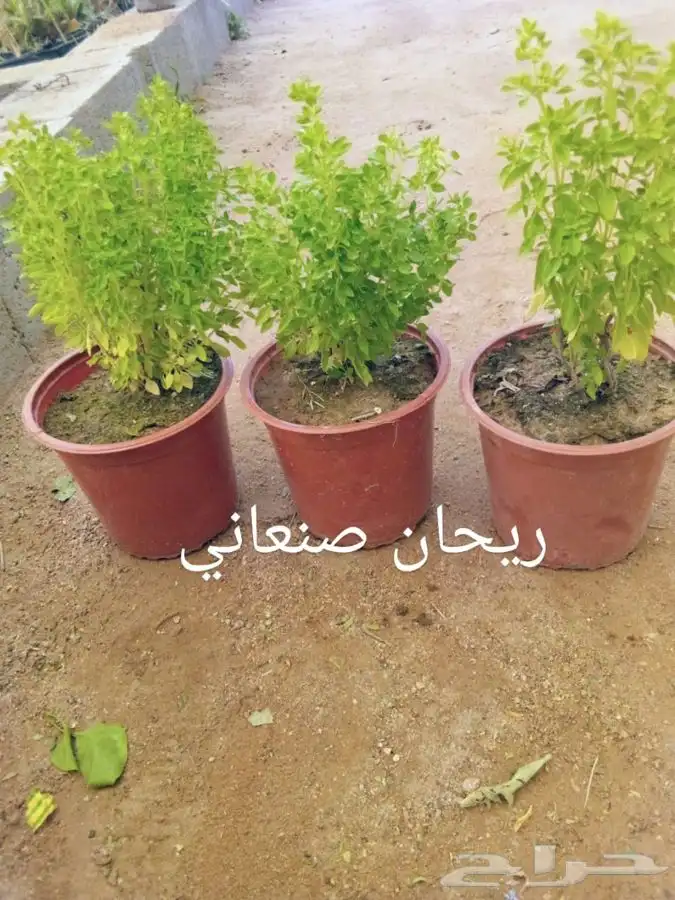 شتلات مع التوصيل والزراعه 45
