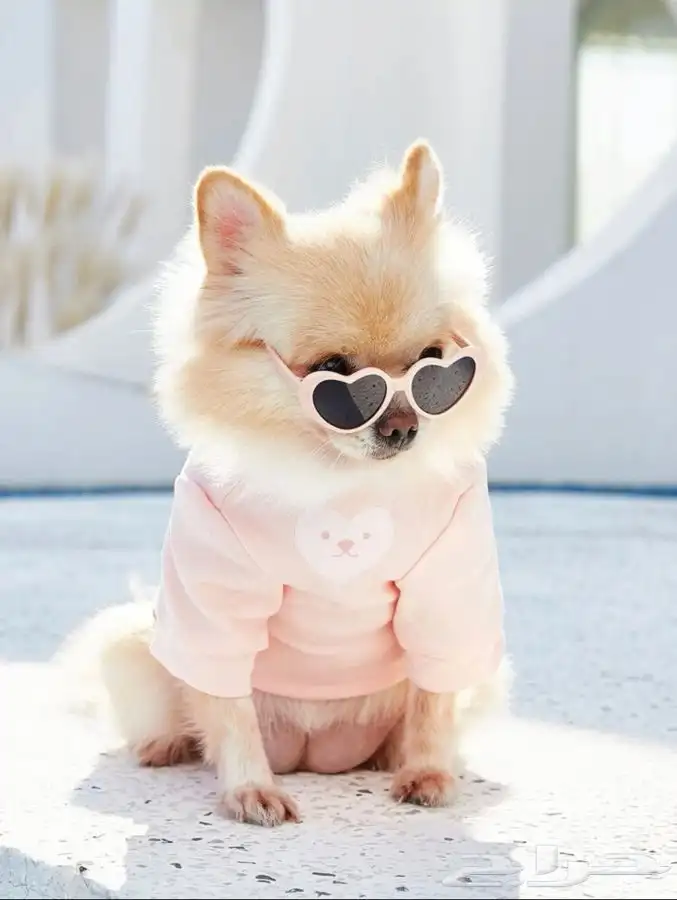 مستلزمات قطط 9