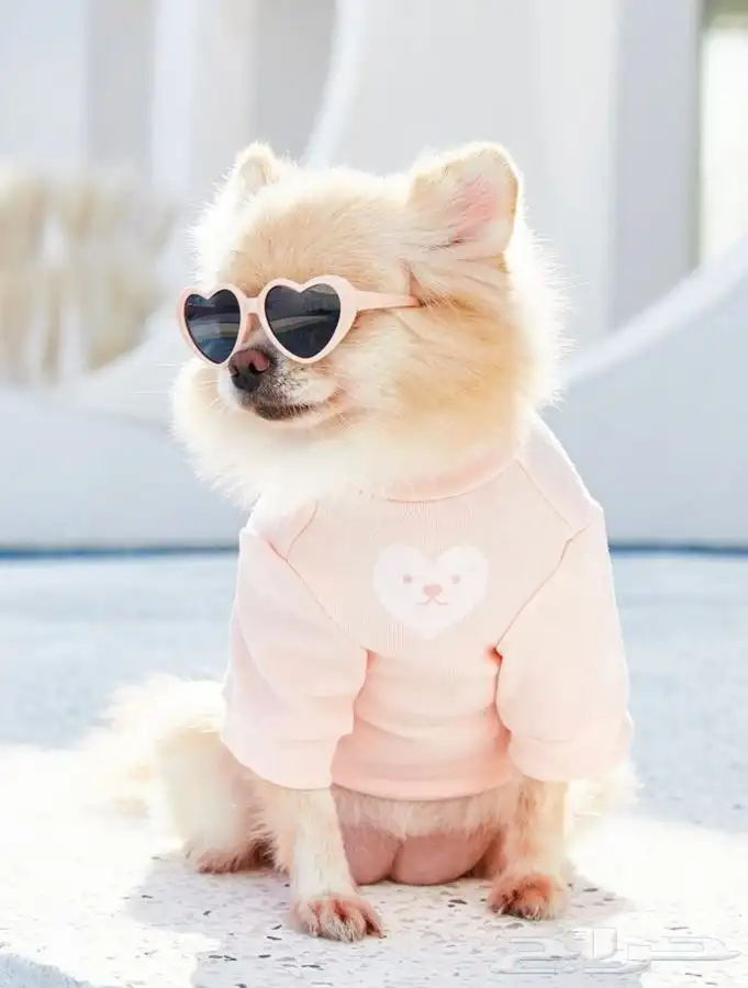 مستلزمات قطط 8