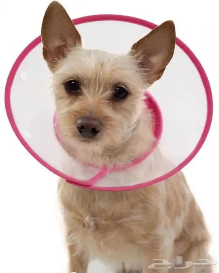 مستلزمات قطط 15