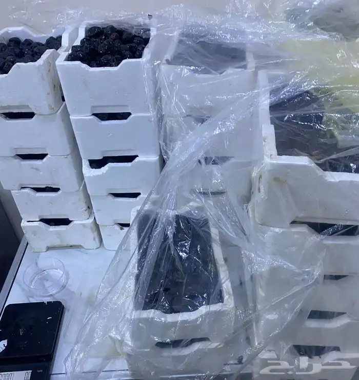 عجوه فاخرره حبه كبيره 8