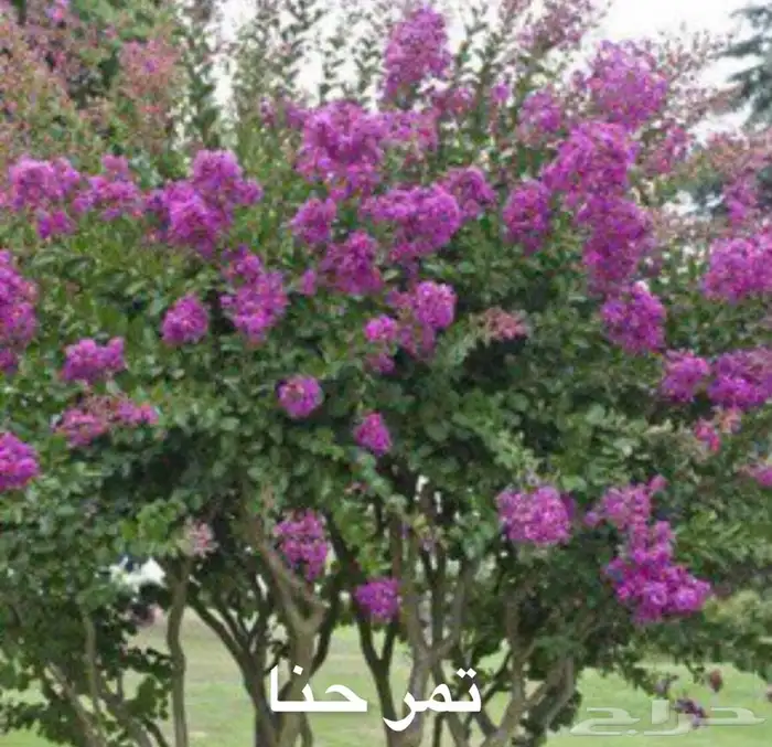 شتلات مع التوصيل والزراعه 0