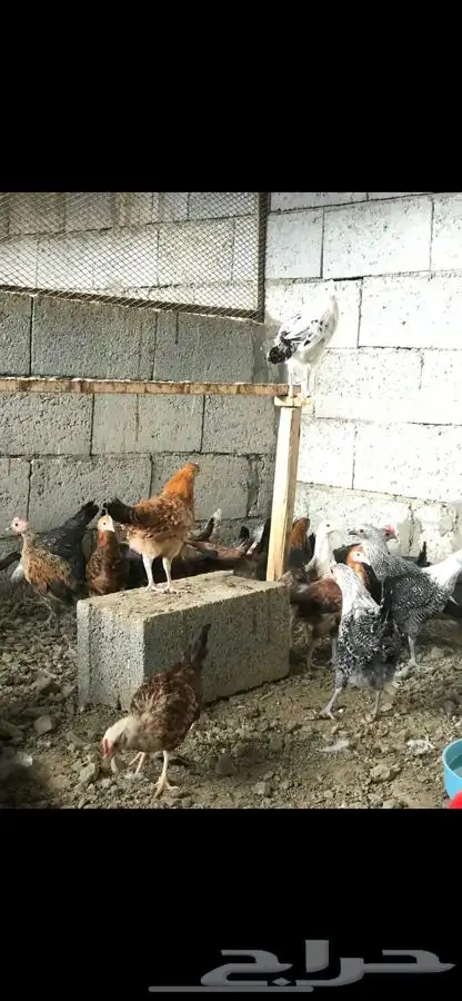 دجاج بلدي وفيومي 3 اشهر ( مبااع ) 2