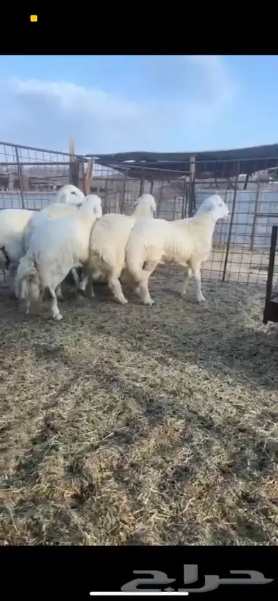 طليان جبره 0