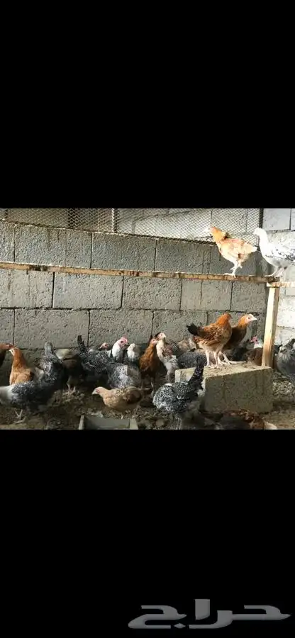 دجاج بلدي وفيومي 3 اشهر ( مبااع ) 0