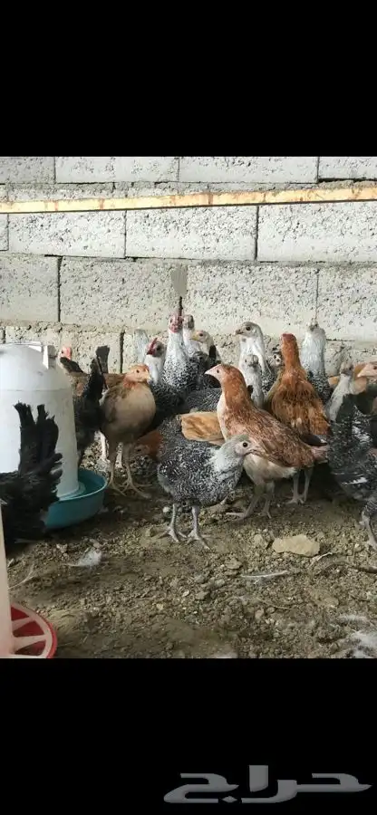 دجاج بلدي وفيومي 3 اشهر ( مبااع ) 1