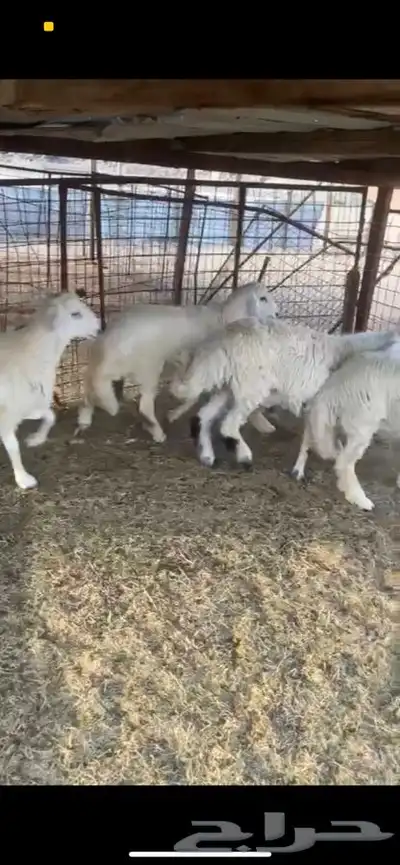 طليان جبره 2