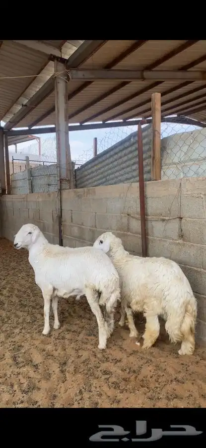 خرفان حريات 4