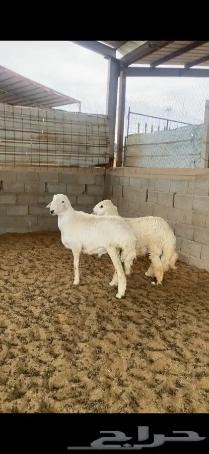خرفان حريات 0