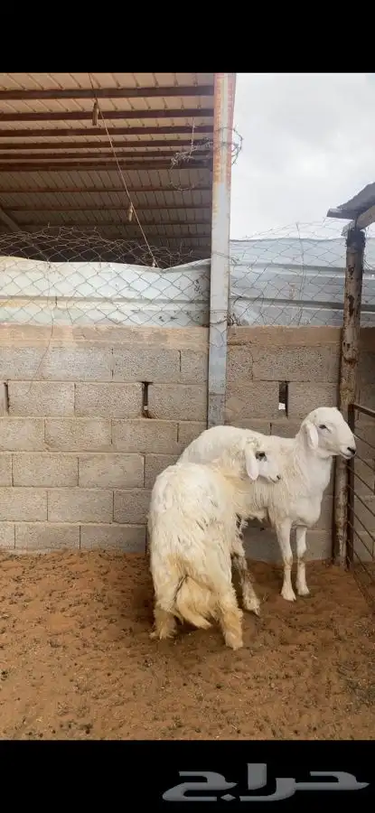 خرفان حريات 1