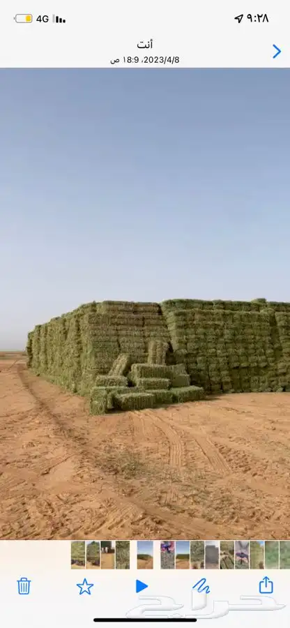 برسيم صافي 1