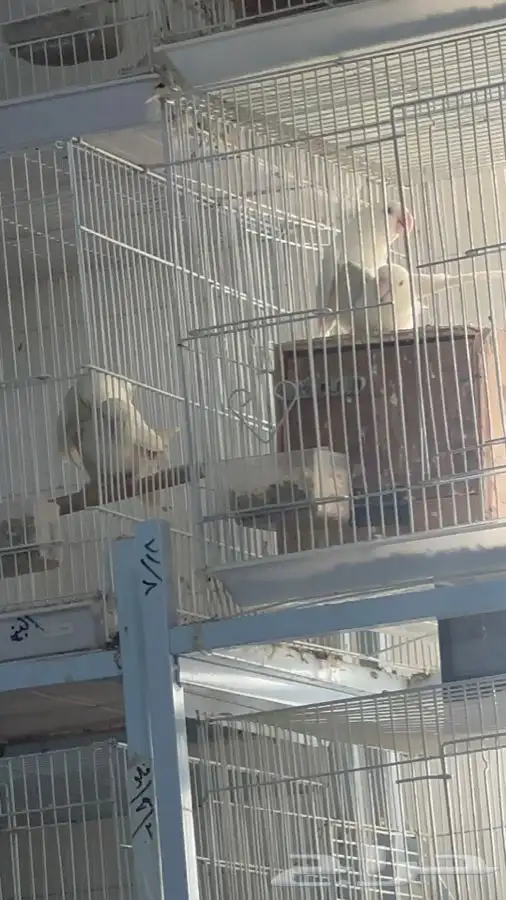 جوز روز البينو منتج ((تم البيع)) 4