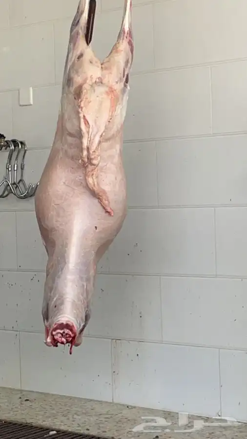للبيع طليان ورخال ذبايح حري لثلاجات 3