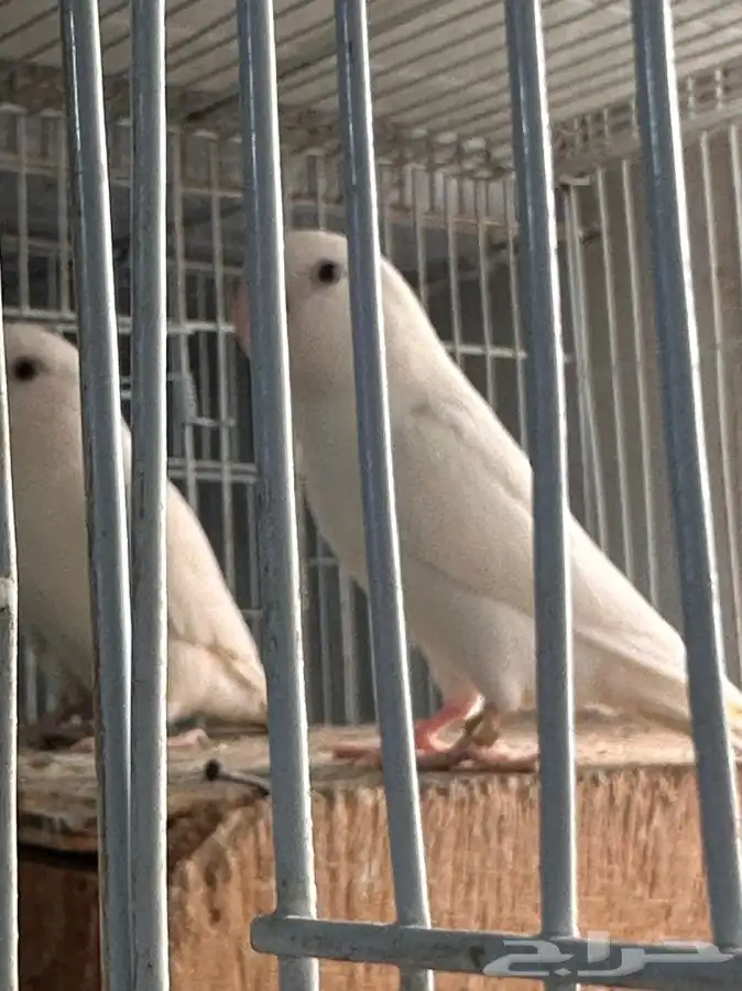 جوز روز البينو منتج ((تم البيع)) 1