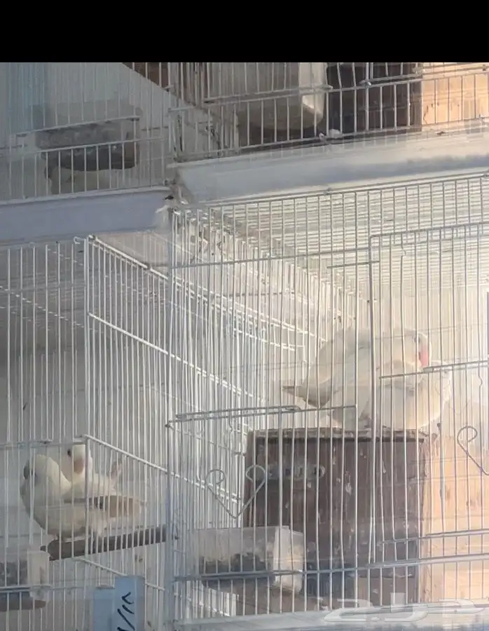 جوز روز البينو منتج ((تم البيع)) 2