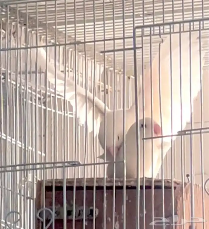 جوز روز البينو منتج ((تم البيع)) 0