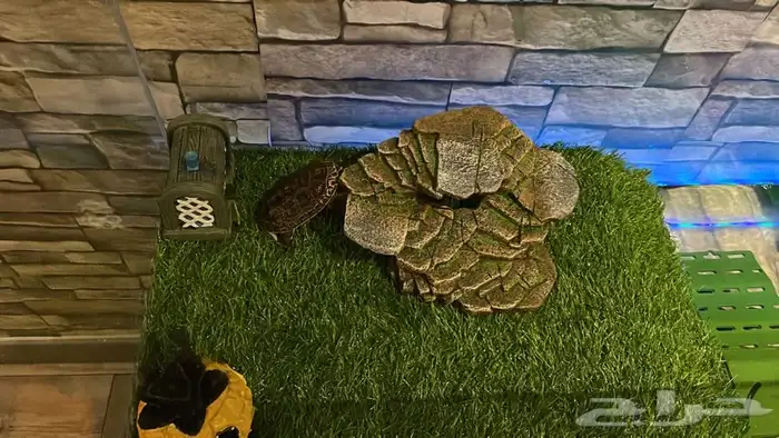 تقسيط تابي تفصيل حوض سلاحف 3