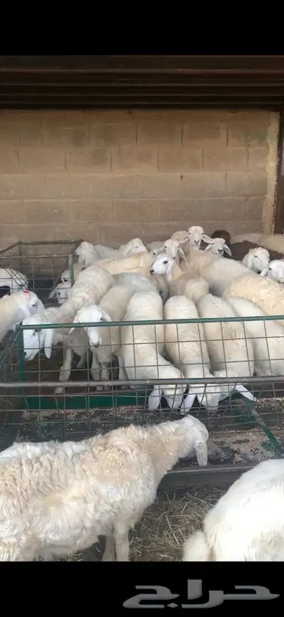 ذبايح حري نعيمي نجدي تيوس يوجد خدمه ذبح وتوصيل 40
