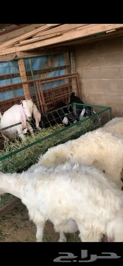 ذبايح حري نعيمي نجدي تيوس يوجد خدمه ذبح وتوصيل 21