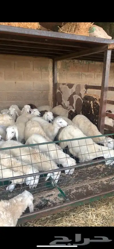 ذبايح نعيمي نجدي حري تيوس يوجد ذبح توصيل 20