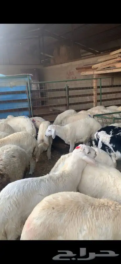 ذبايح حري نعيمي نجدي تيوس يوجد خدمه ذبح وتوصيل 38
