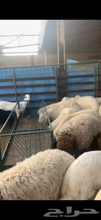 ذبايح حري نعيمي نجدي تيوس يوجد خدمه ذبح وتوصيل 33